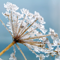 Online-Seminare: Magie und Spiritualität - Bewusstsein im Einklang der Jahreszeiten  - Teil 4: Jahreszyklus Winter